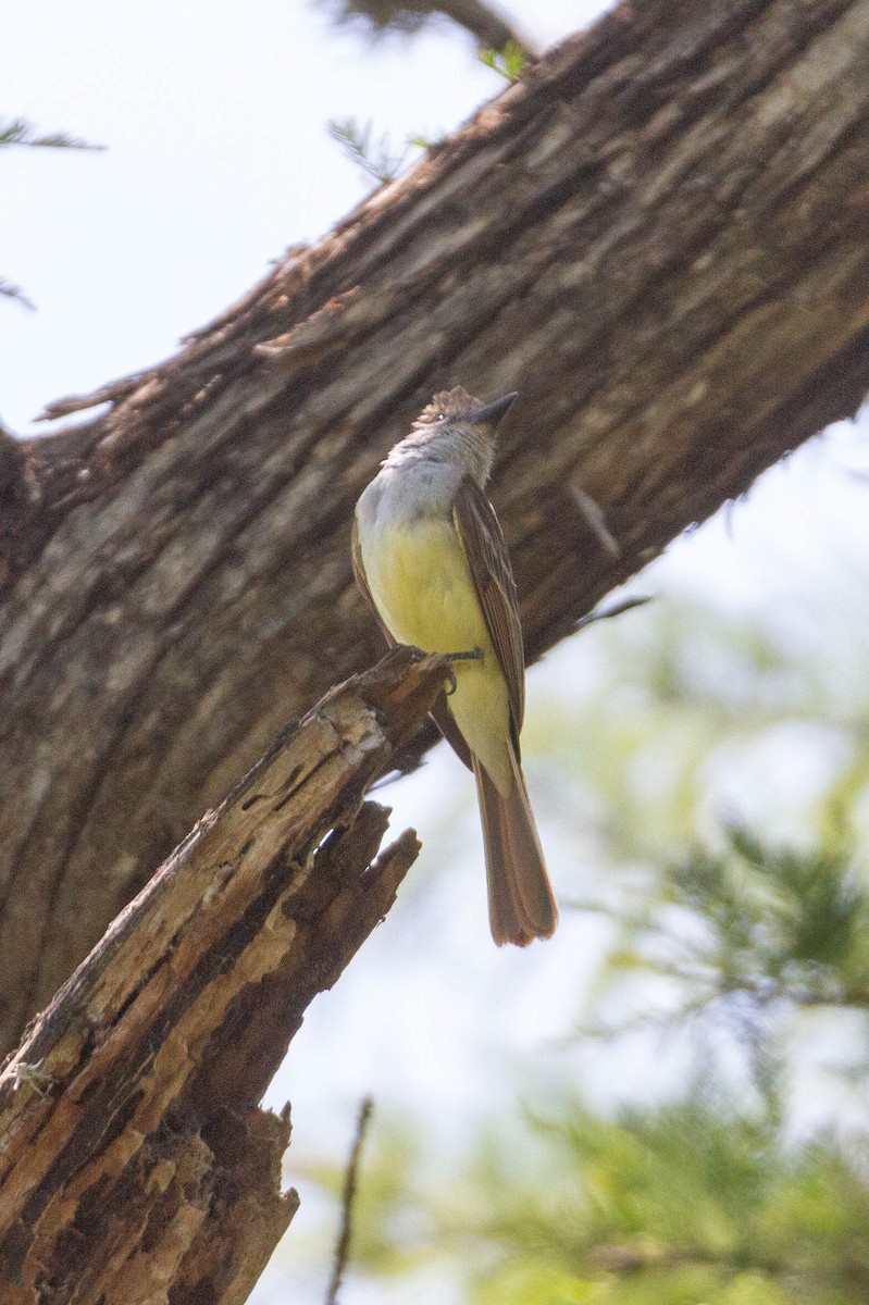 Brown-crested Flycatcher - ML597471891