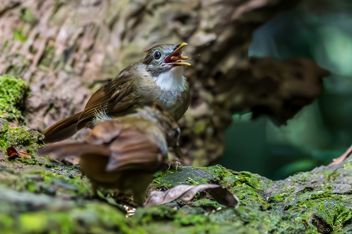 Bulbul ocré - ML597474951