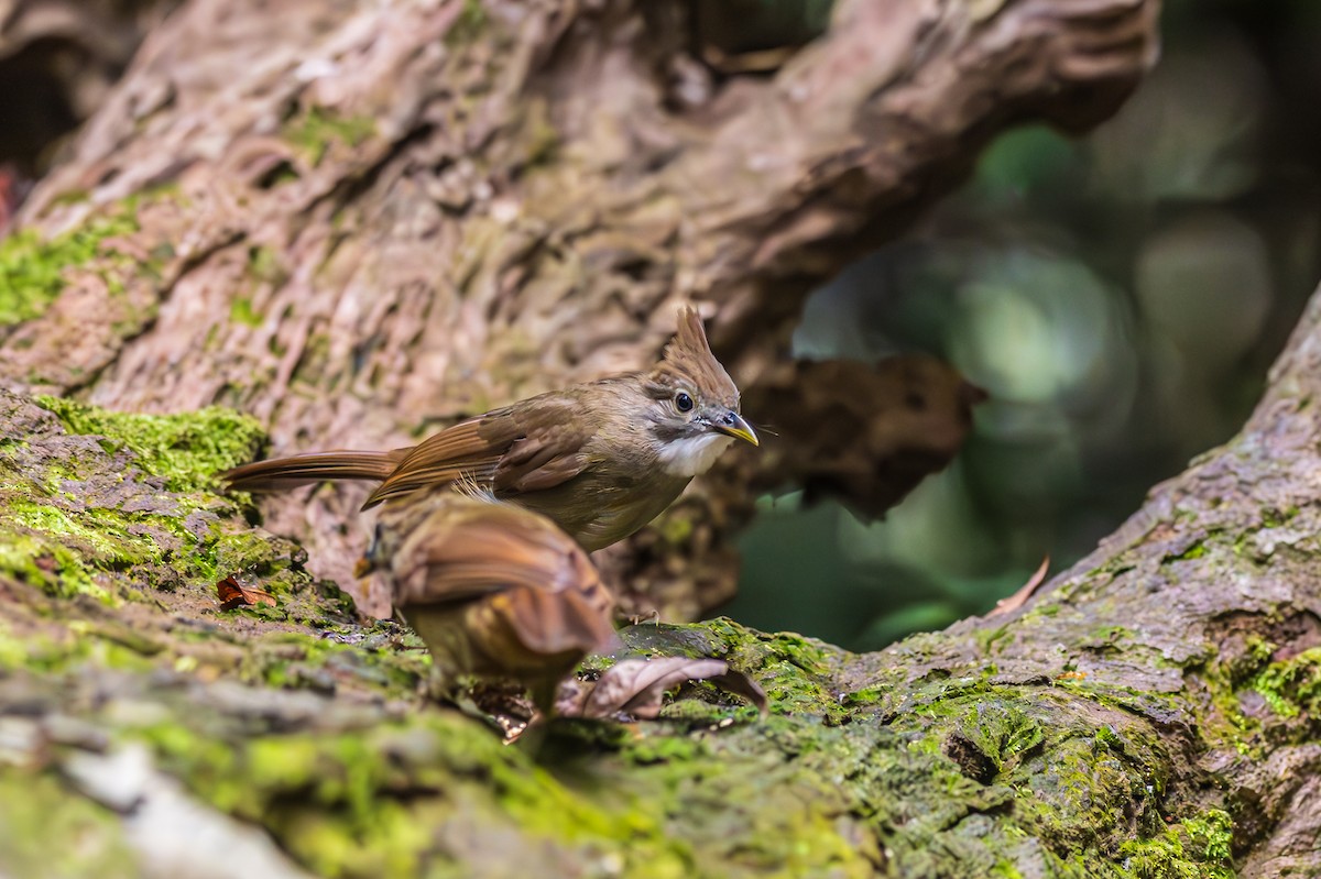 Bulbul ocré - ML597474971