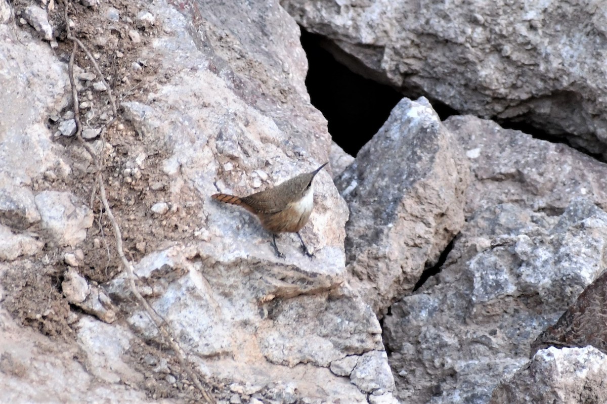 Canyon Wren - ML597475421