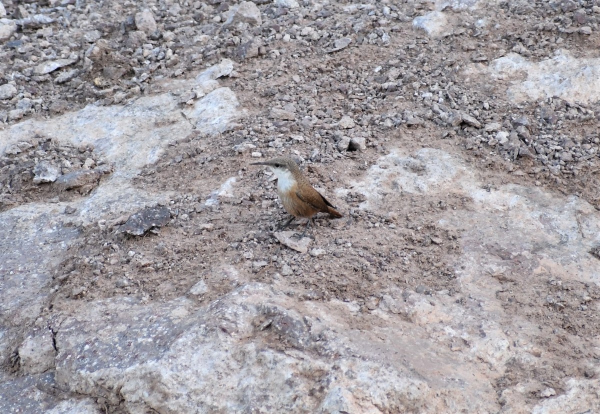 Canyon Wren - ML597475431