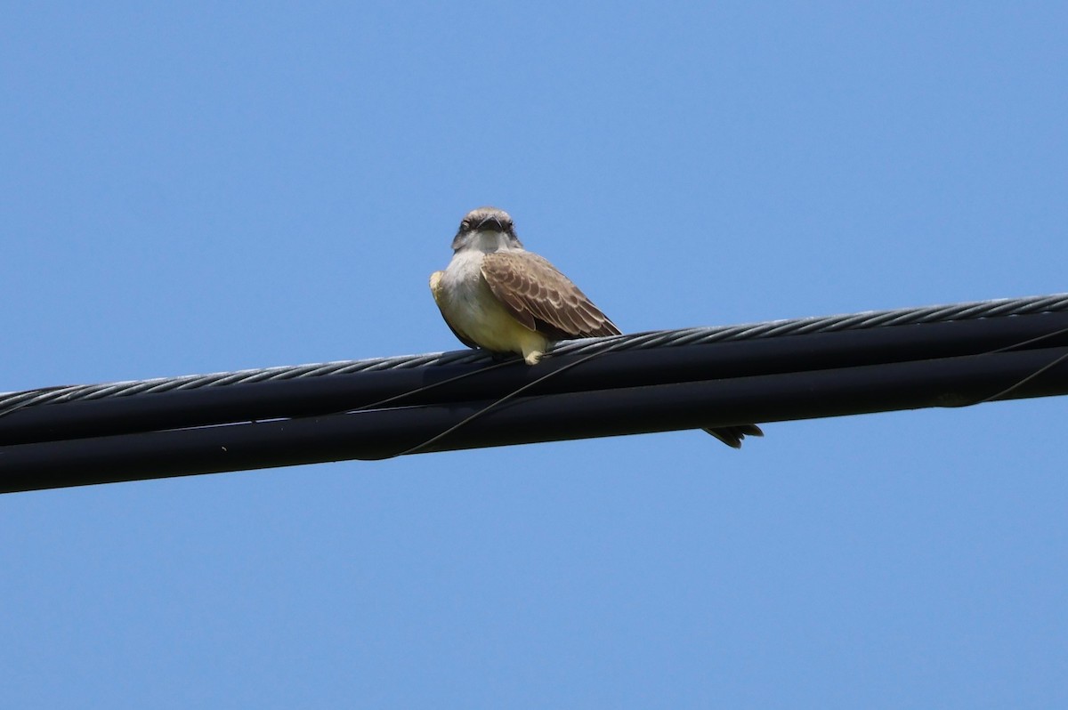 Western Kingbird - Tricia Vesely