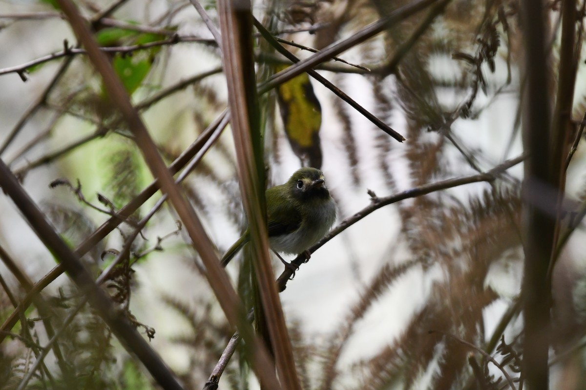 Black-throated Tody-Tyrant - ML597475931