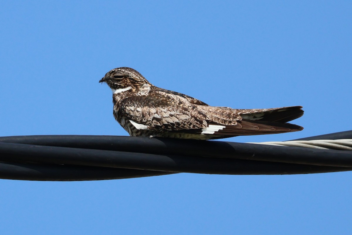 Common Nighthawk - Tricia Vesely