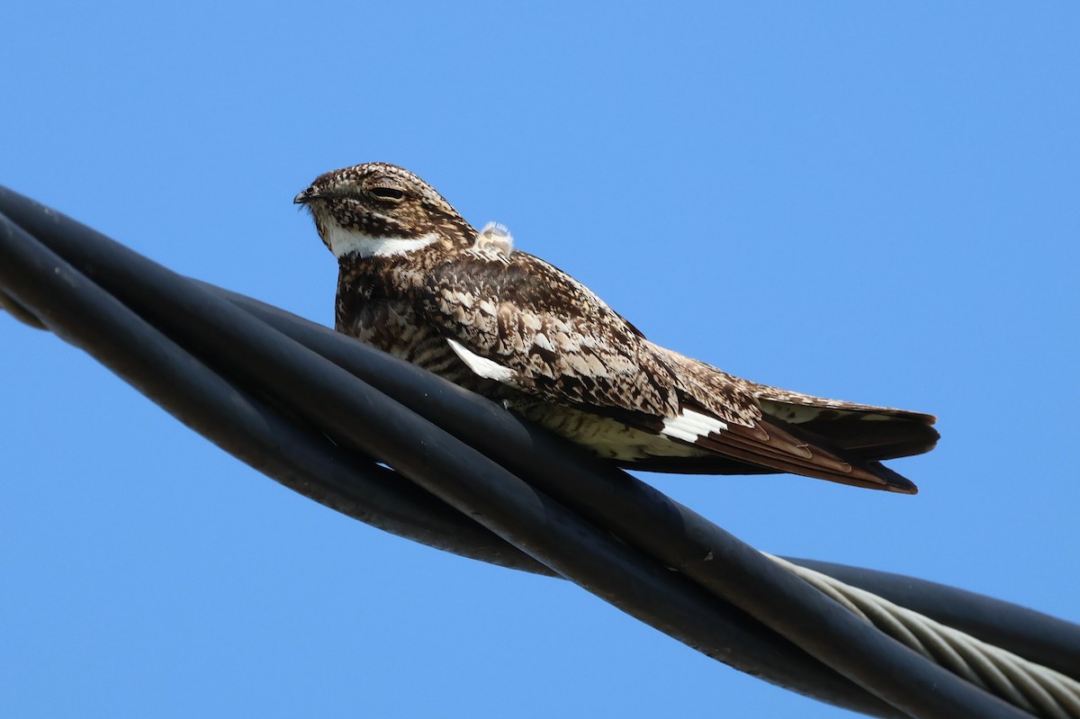 Common Nighthawk - Tricia Vesely