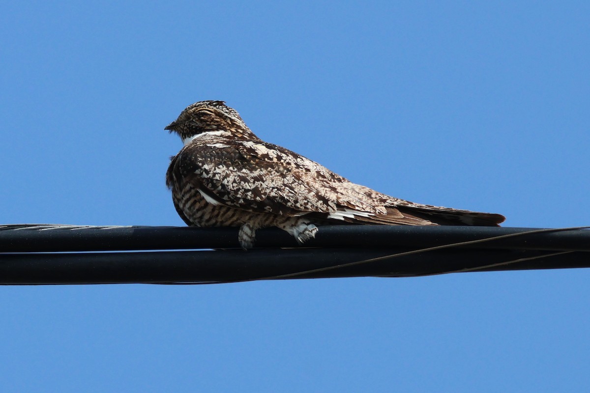 Common Nighthawk - ML597476801