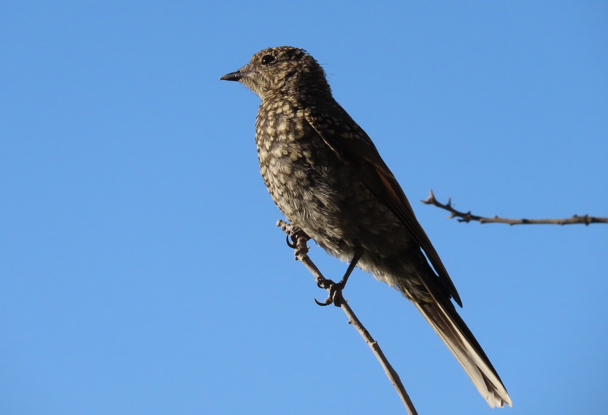 Townsend's Solitaire - ML597476811