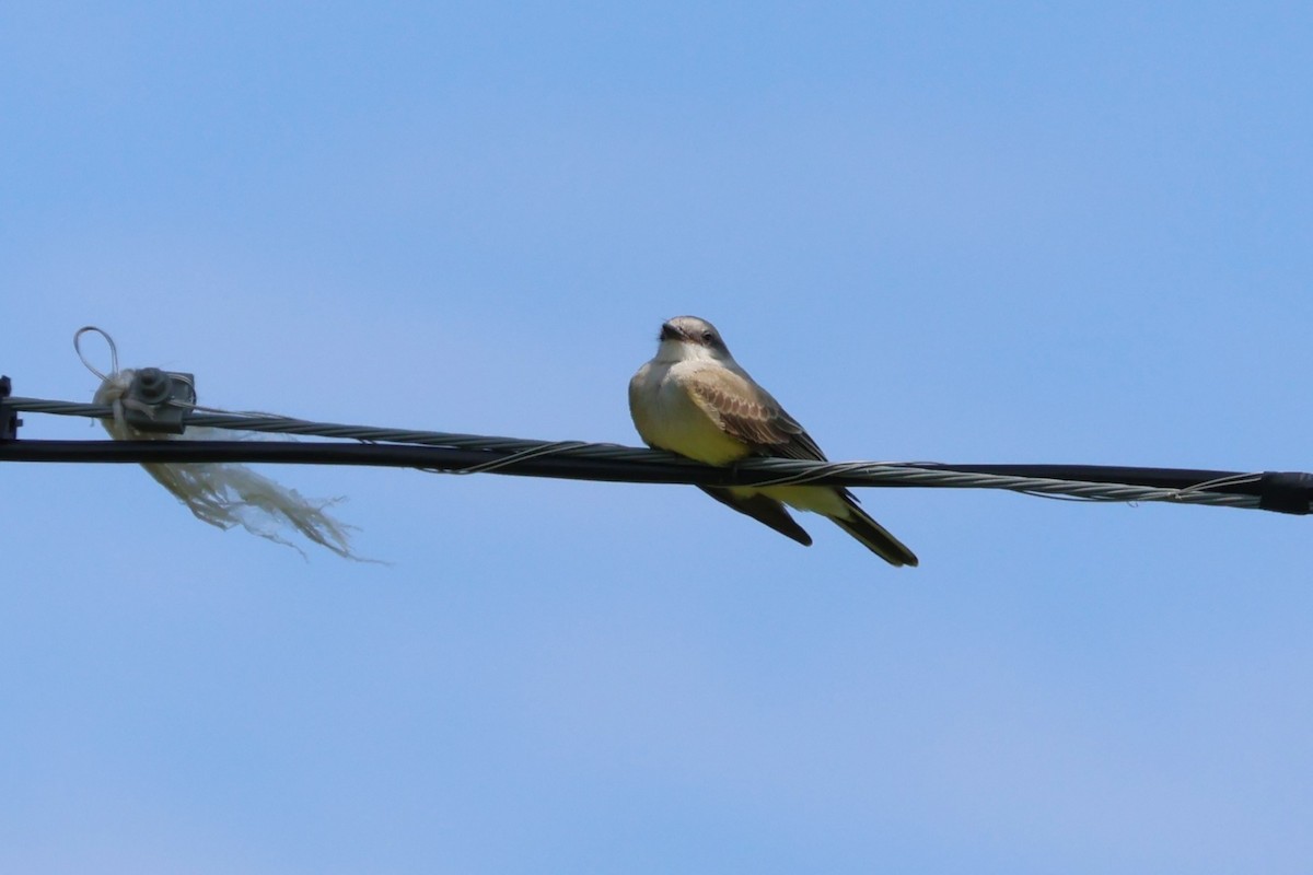 Schmalschnabel-Königstyrann - ML597477771