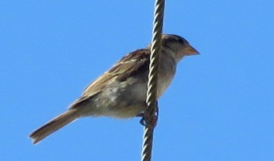 House Sparrow - ML597478481