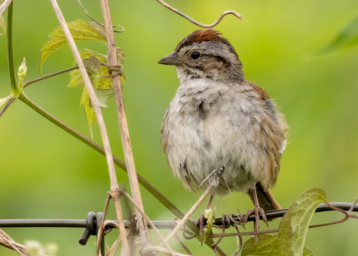 Swamp Sparrow - ML597478491