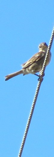 House Sparrow - ML597478581