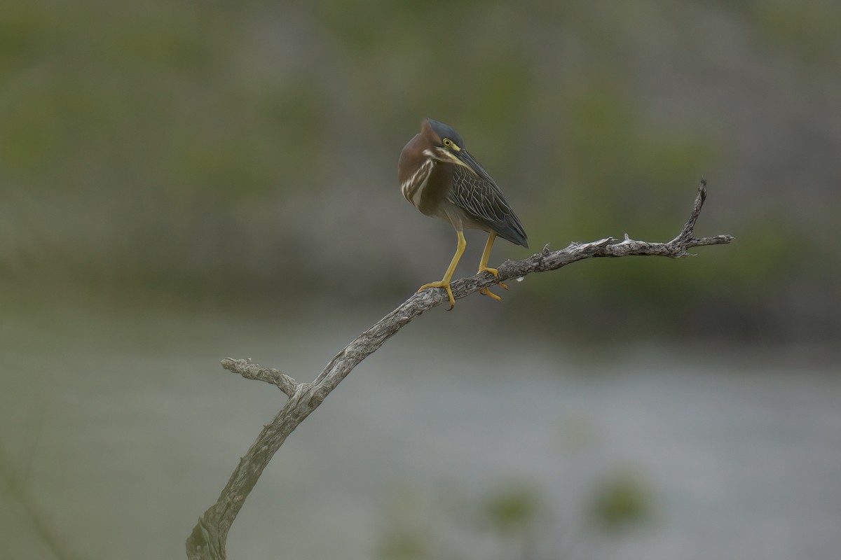 Green Heron - ML597479721