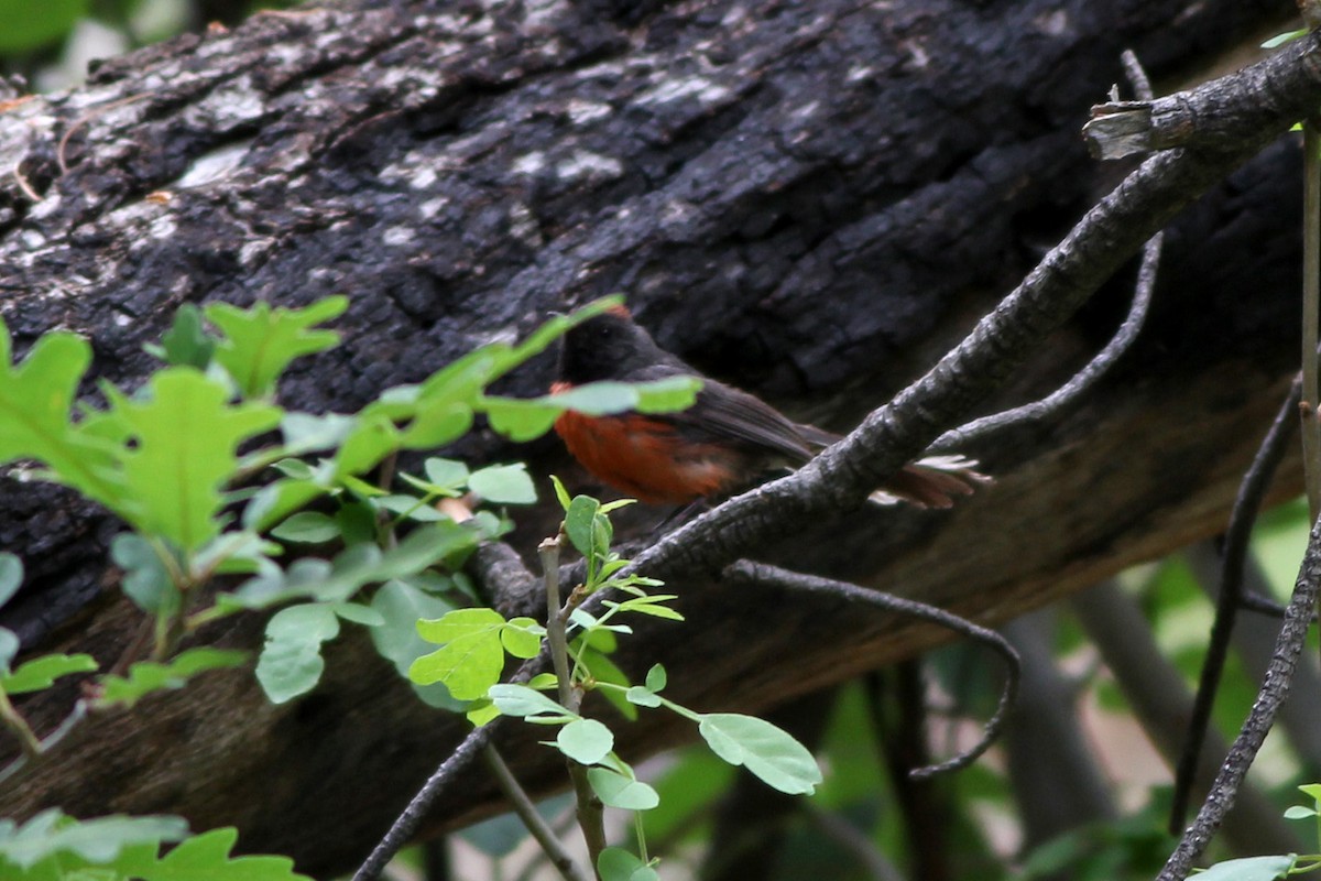 Slate-throated Redstart - ML59747981