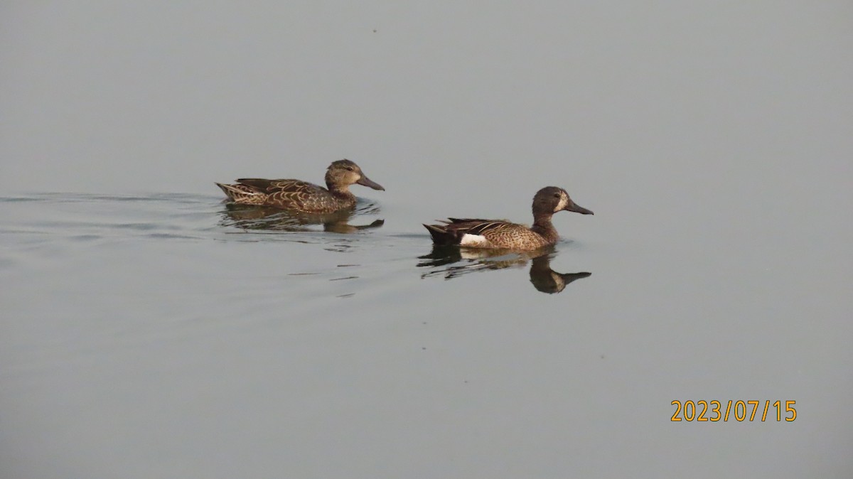 Blue-winged Teal - ML597480431