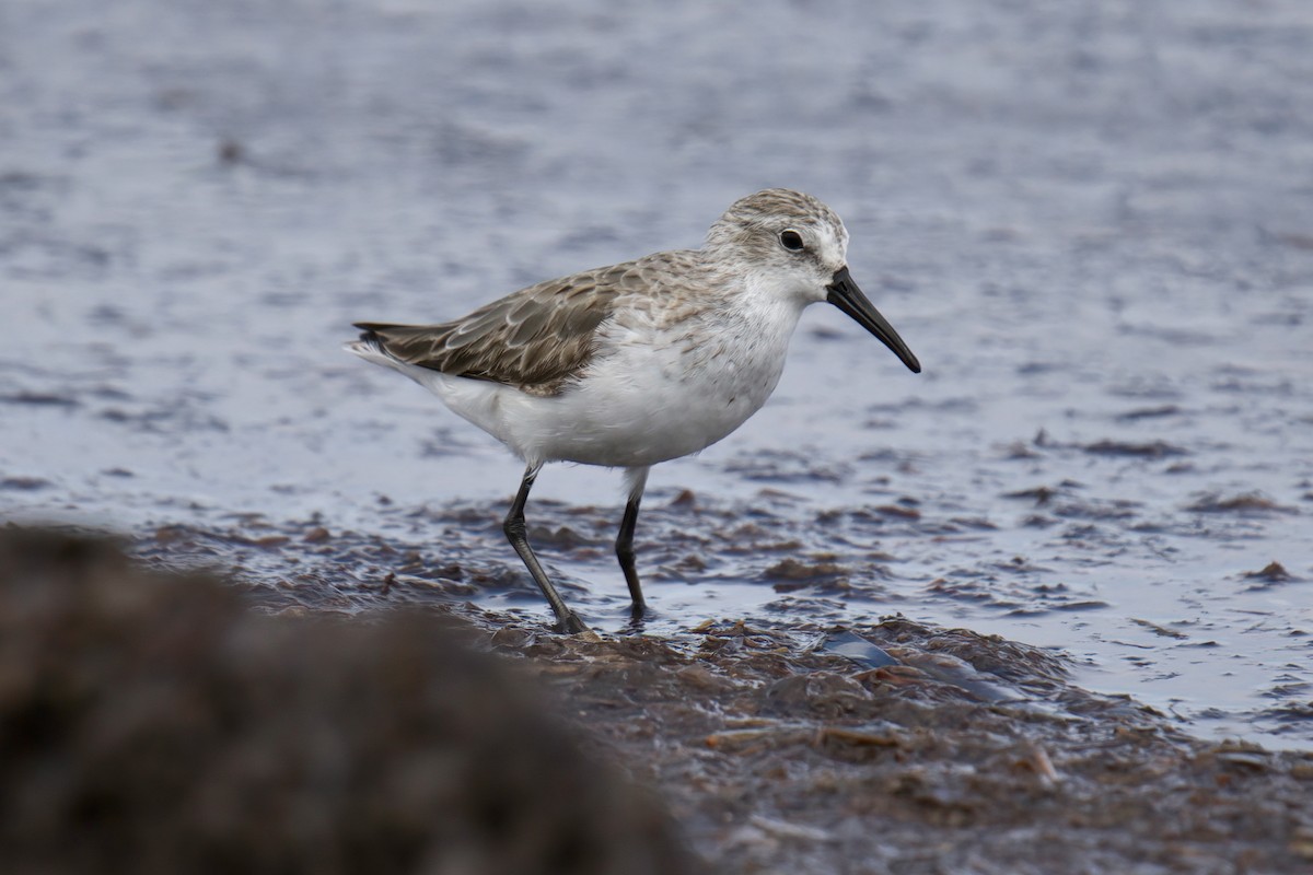 Western Sandpiper - Mark Wilson