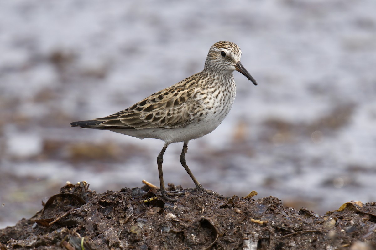 White-rumped Sandpiper - ML597482211