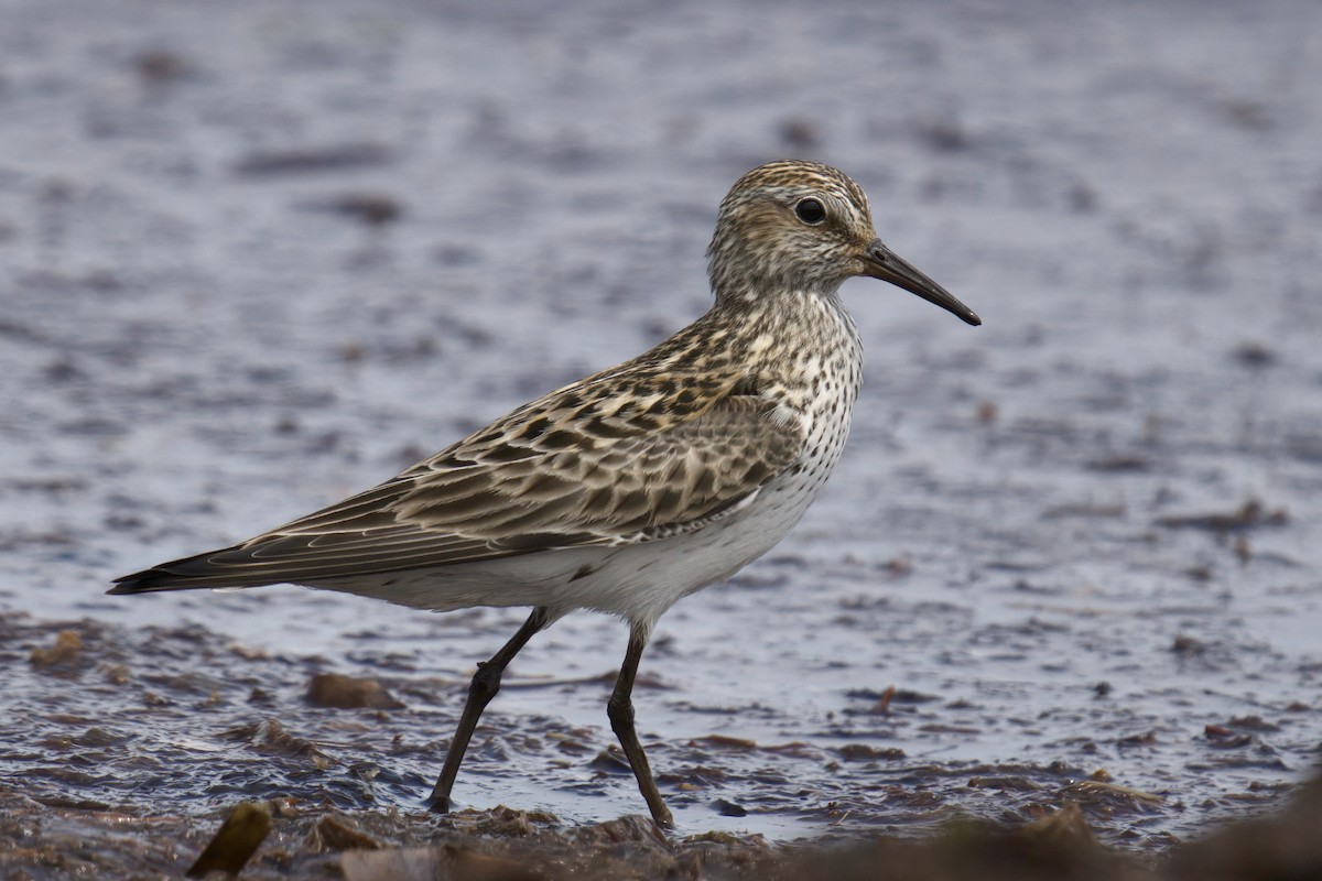 White-rumped Sandpiper - ML597482341