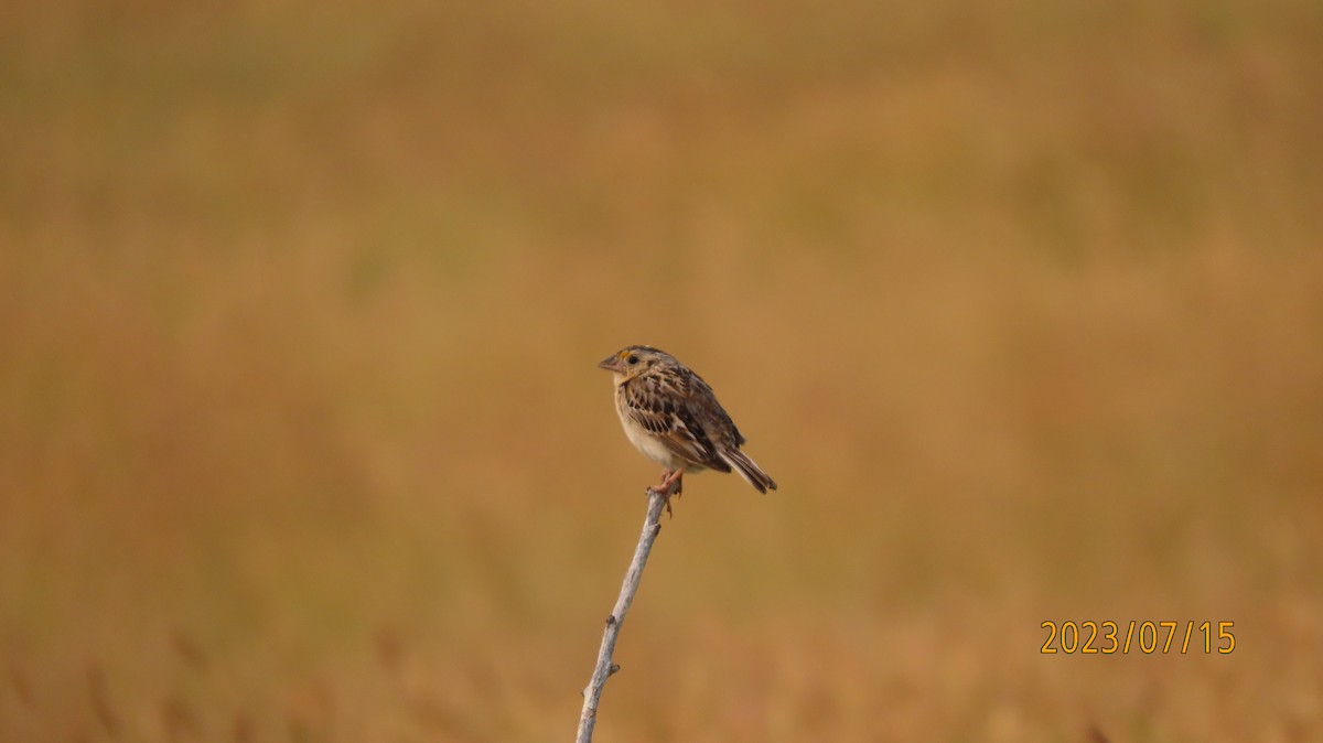 Grasshopper Sparrow - Paul Wolter