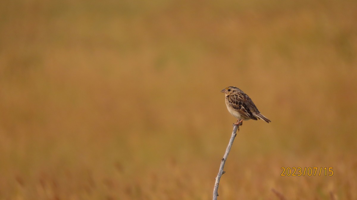 Grasshopper Sparrow - ML597482651