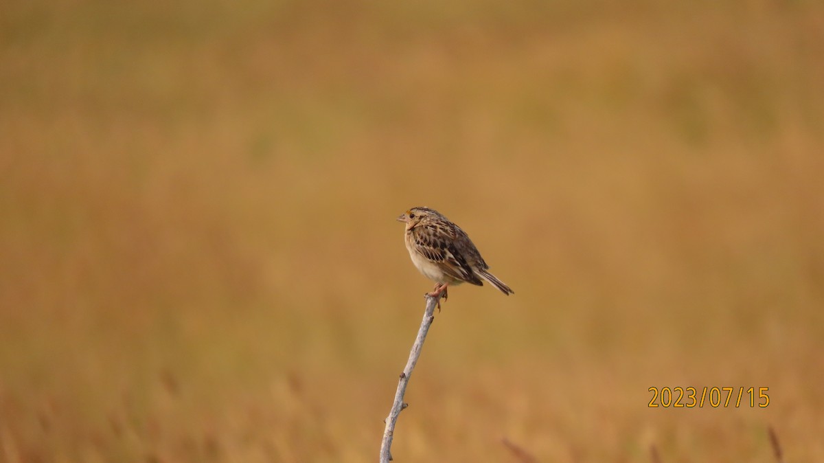 Grasshopper Sparrow - ML597482661