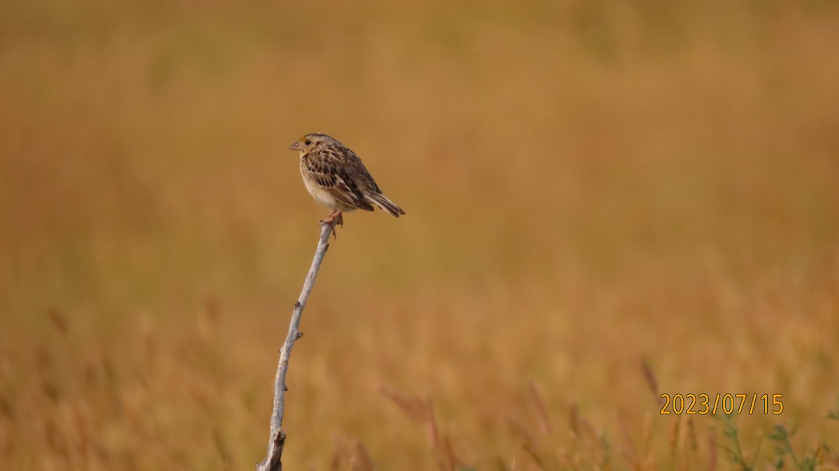 Grasshopper Sparrow - ML597482671