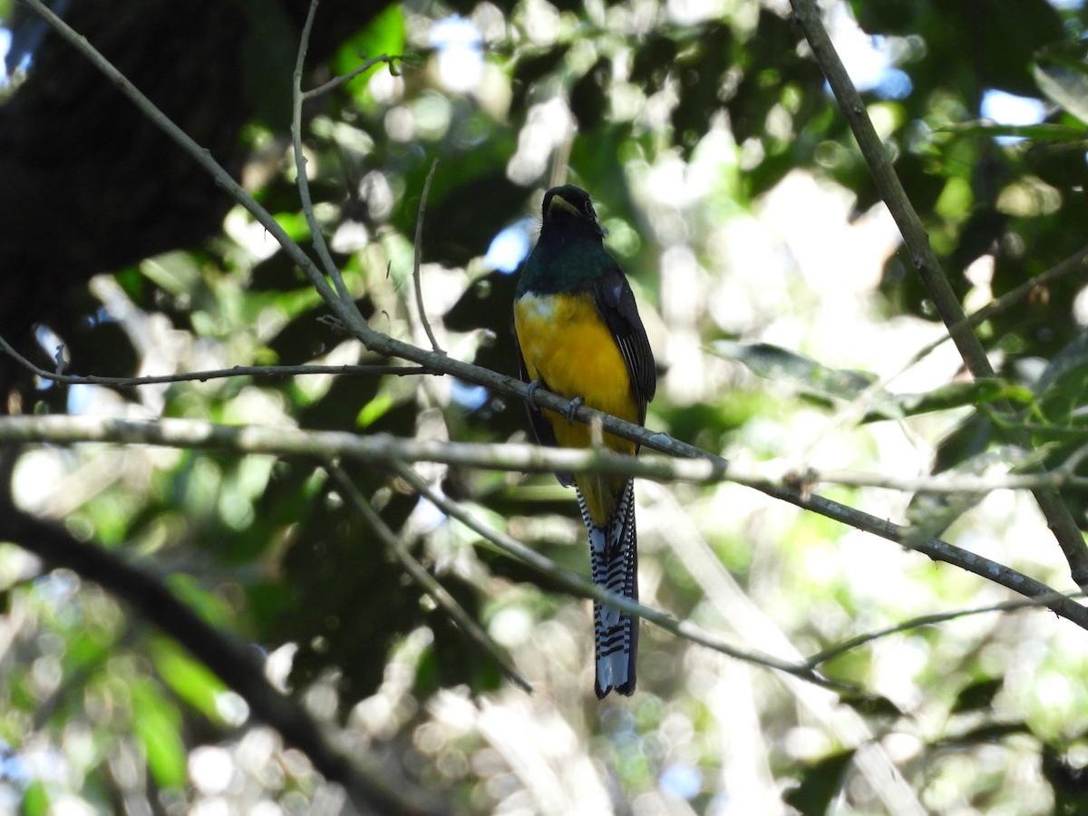 Atlantic Black-throated Trogon - Elvis Alberto Ramirez