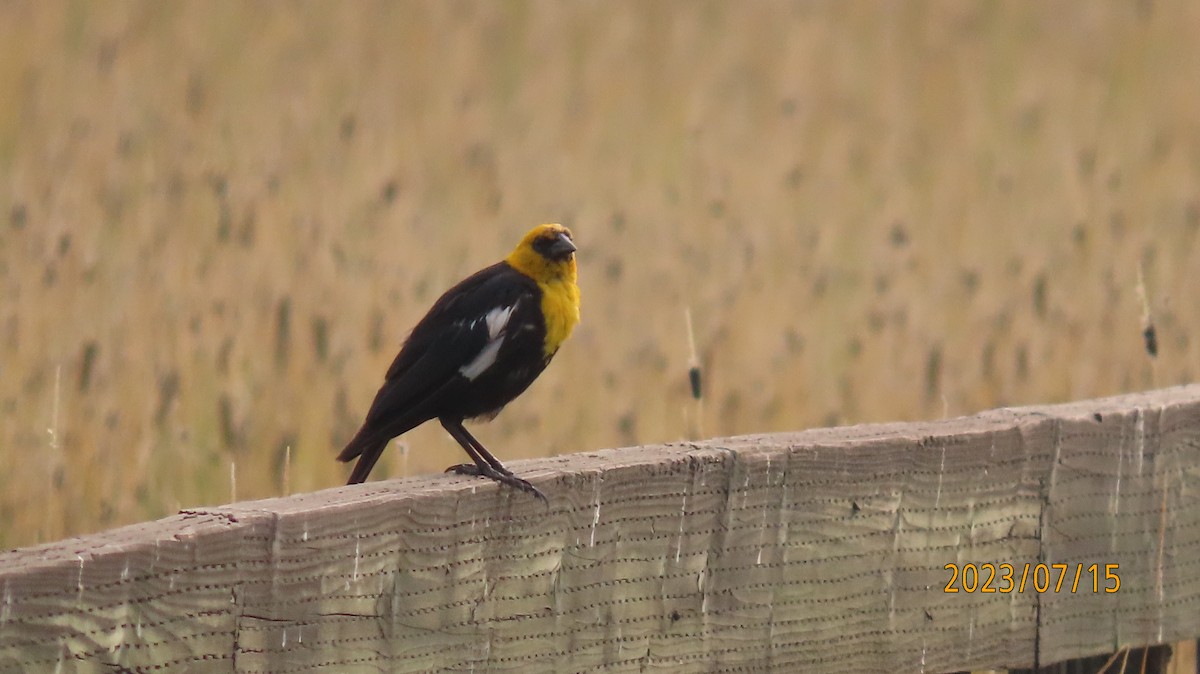 Yellow-headed Blackbird - ML597483001