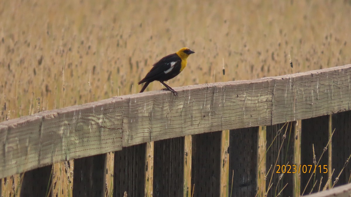 Yellow-headed Blackbird - ML597483021