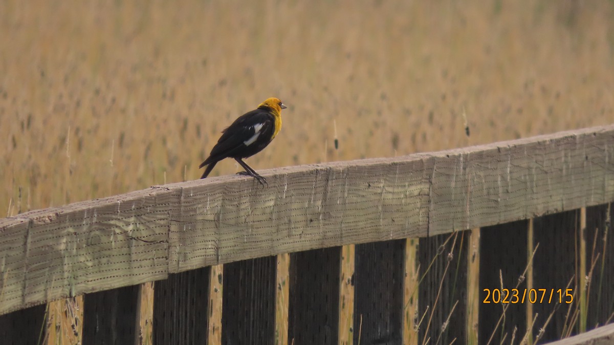 Yellow-headed Blackbird - ML597483031