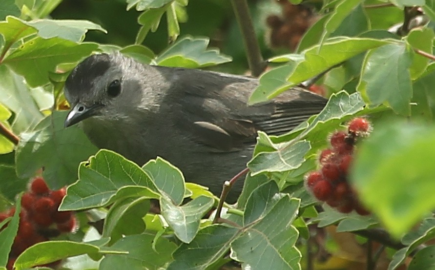 ימימן אמריקני - ML597483151