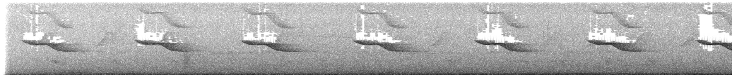 Breitspiegel-Nachtschwalbe - ML597483281
