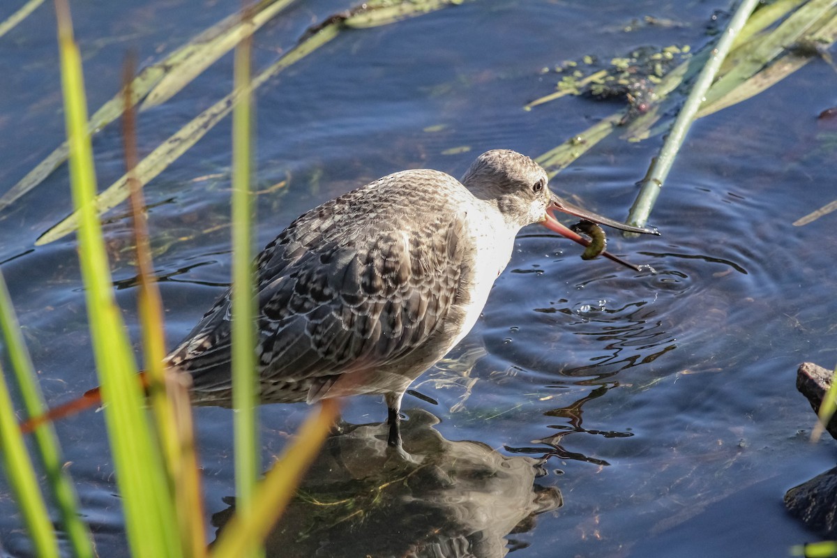 Hudsonian Godwit - ML597483351