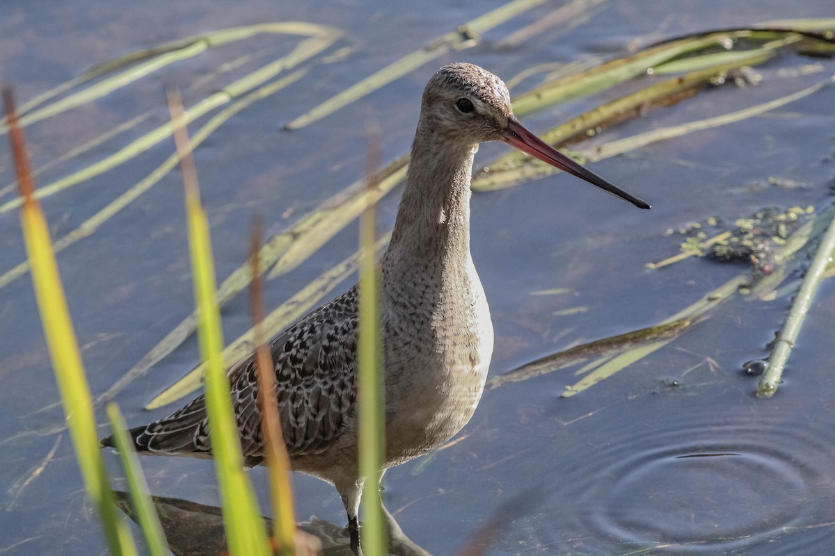 Hudsonian Godwit - ML597483371