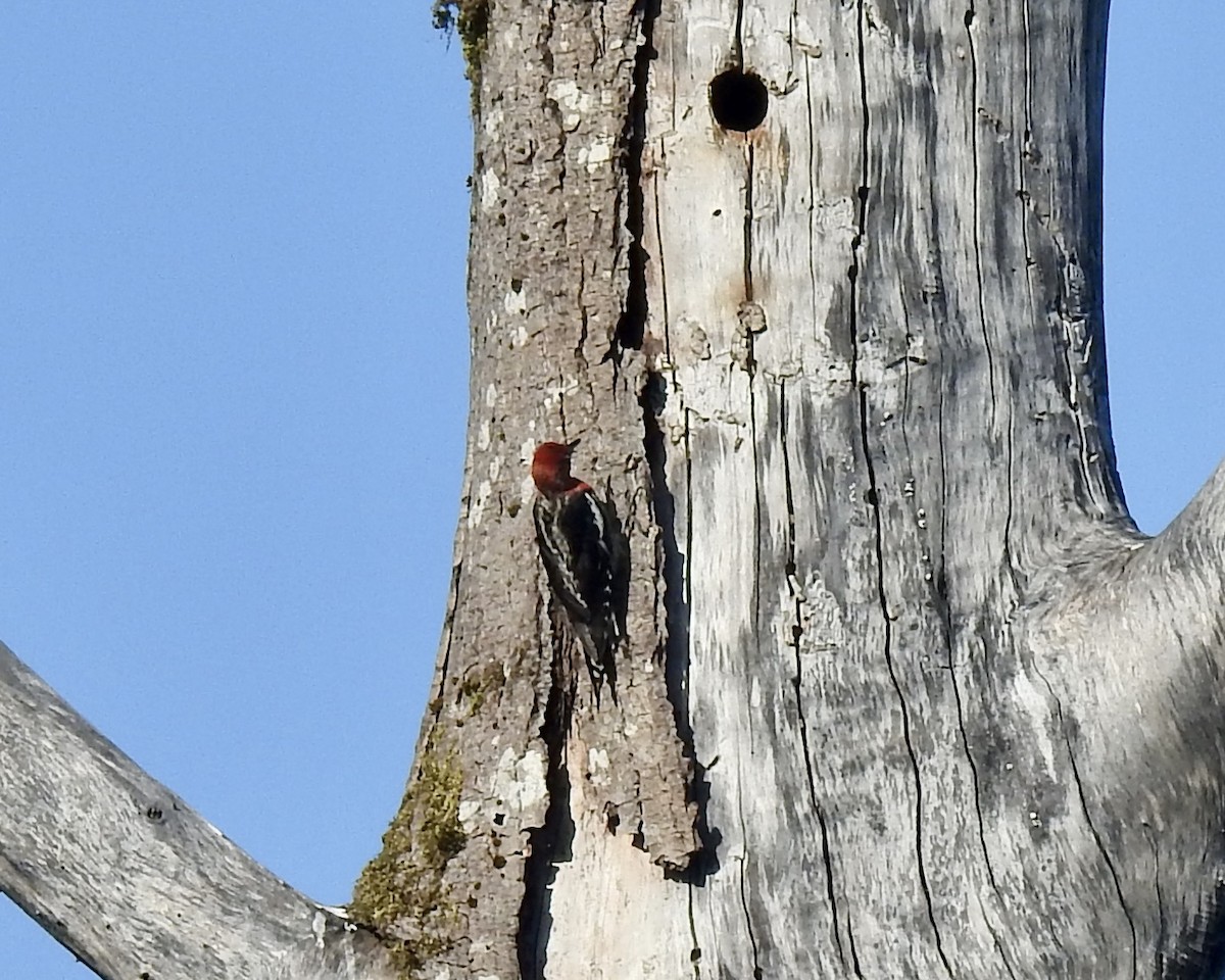 Red-breasted Sapsucker - ML597483401