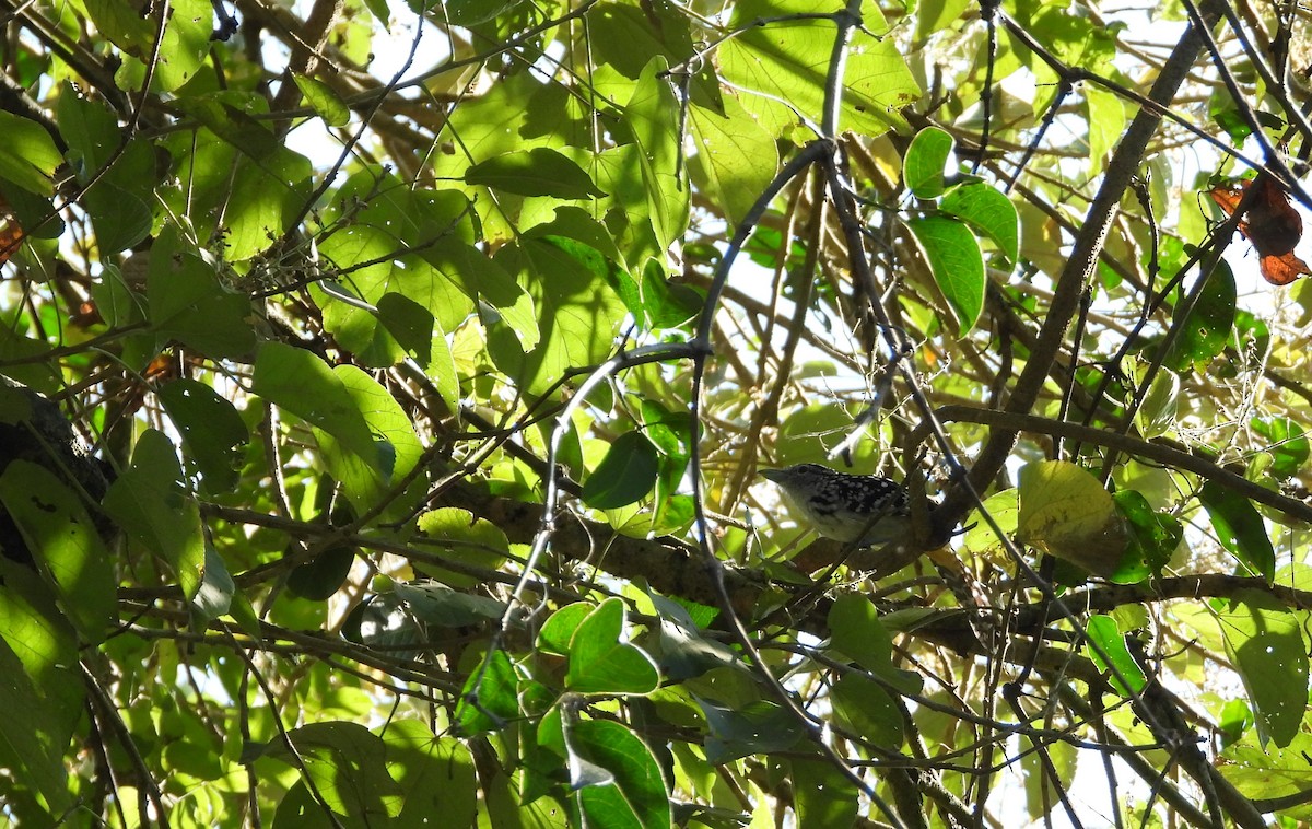 Spot-backed Antshrike - Elvis Alberto Ramirez