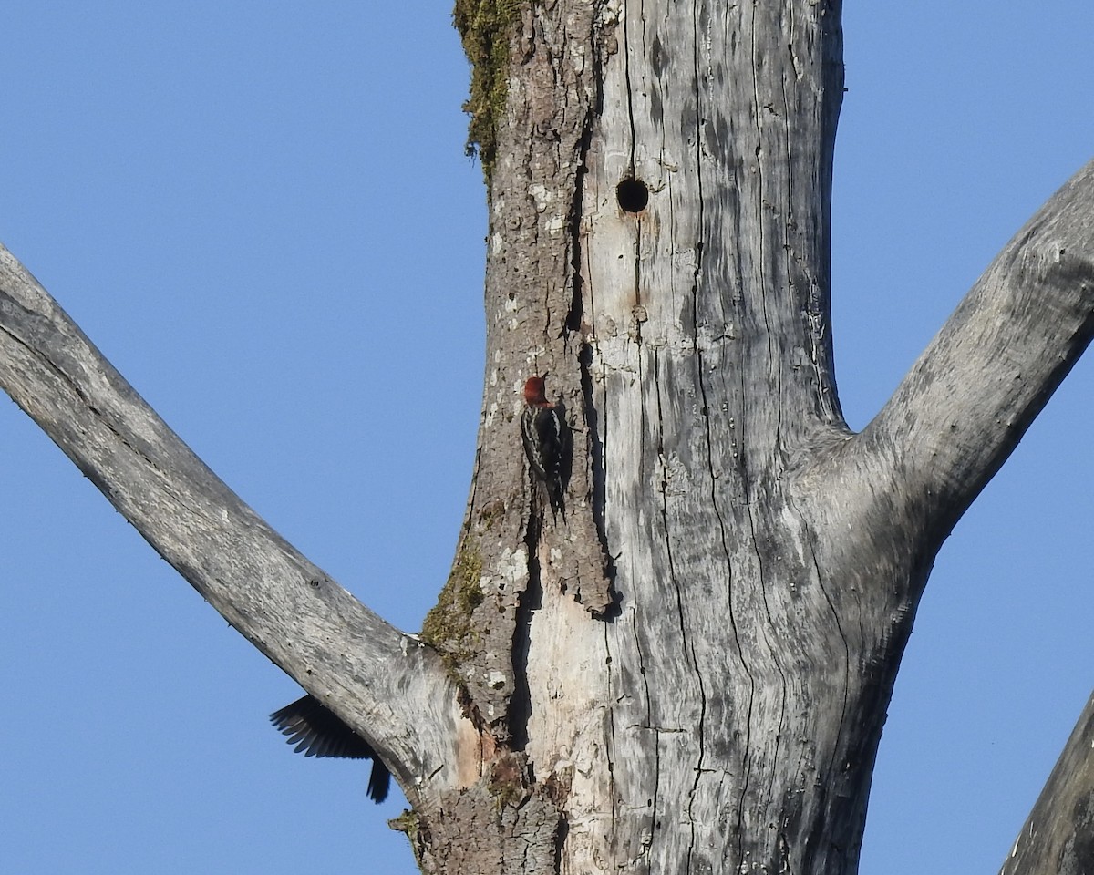 Red-breasted Sapsucker - ML597483461