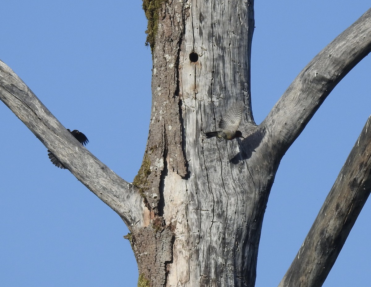 Red-breasted Sapsucker - ML597483531