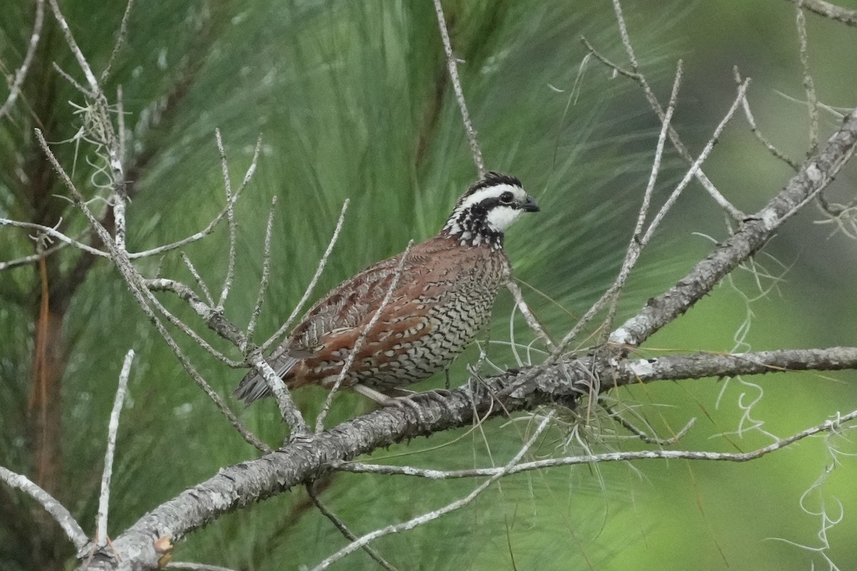 Northern Bobwhite - ML597484011