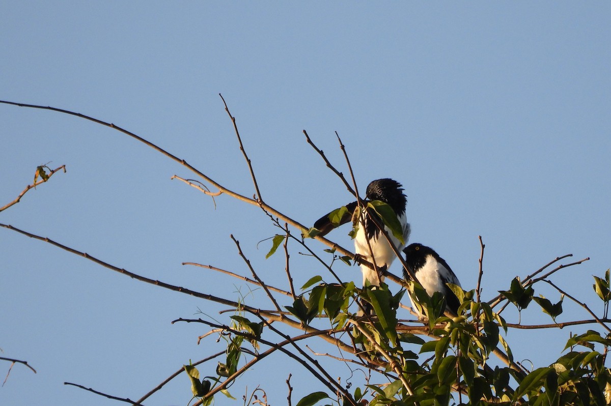 Magpie Tanager - Elvis Alberto Ramirez