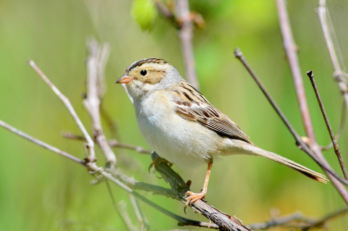 Clay-colored Sparrow - ML597485951