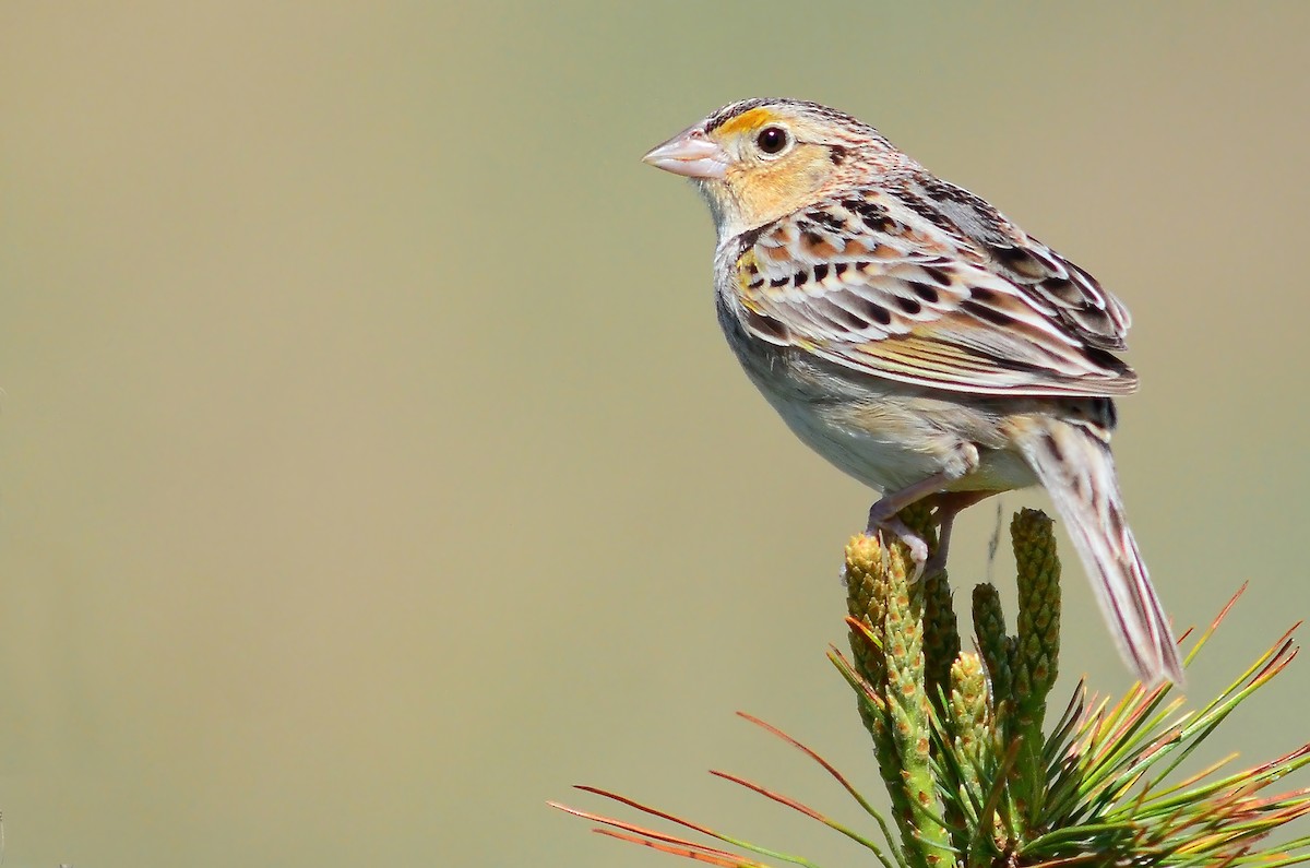 Grasshopper Sparrow - ML597485981