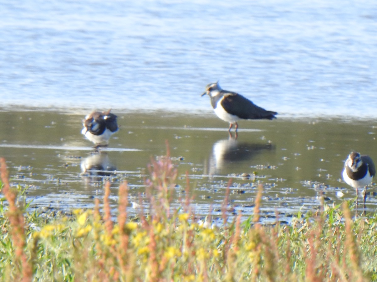 Northern Lapwing - Tim Martin