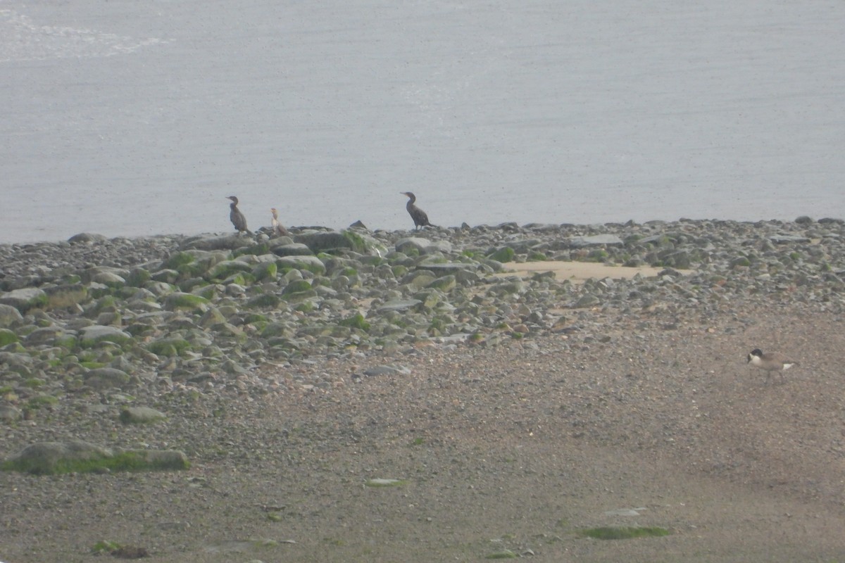 Double-crested Cormorant - ML597486721