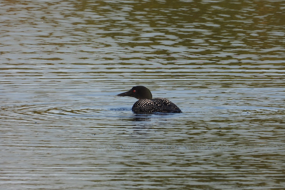 Common Loon - Marc antoine Lafrance