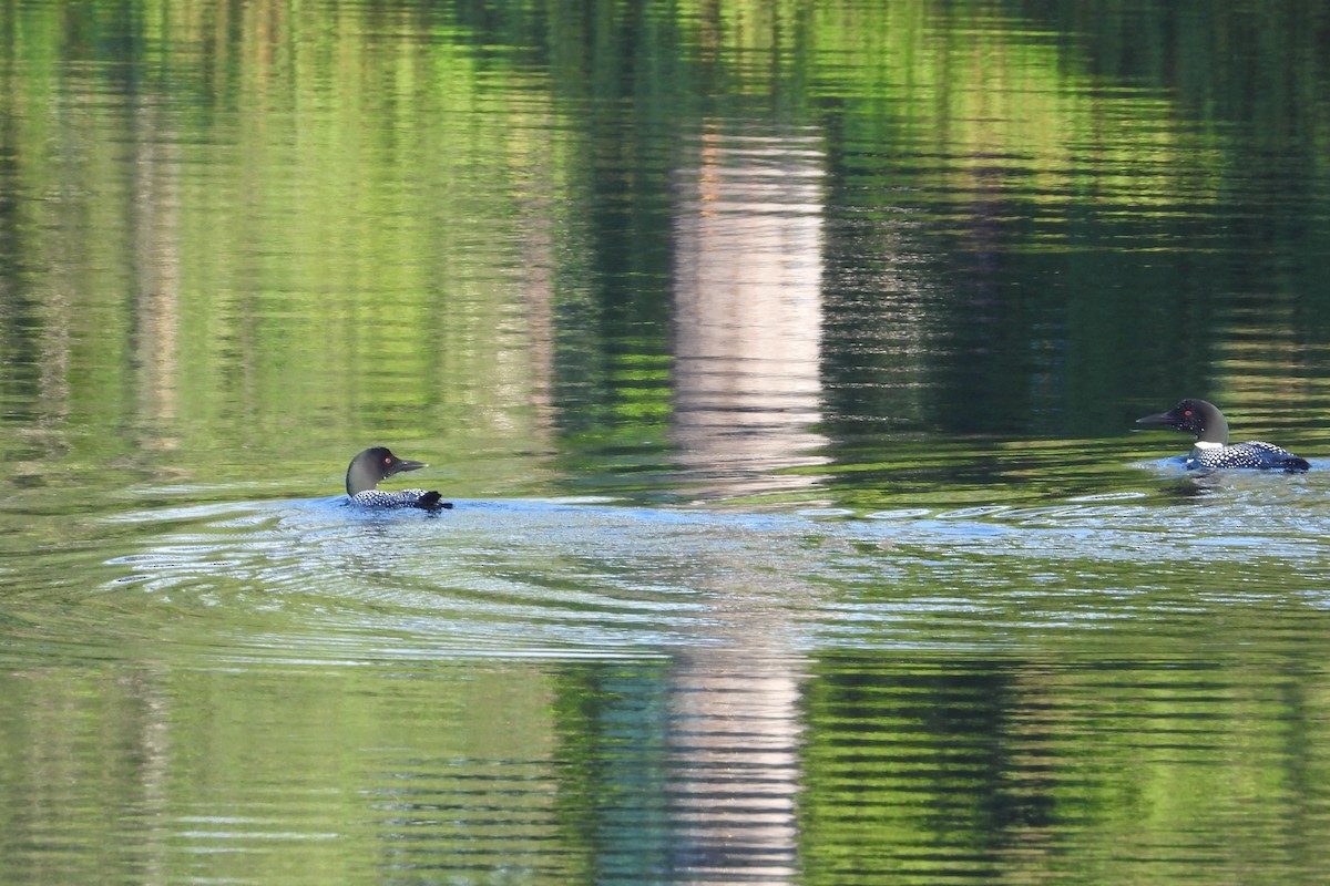 Common Loon - Marc antoine Lafrance