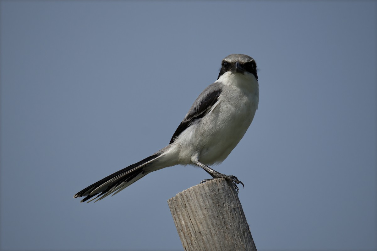 Loggerhead Shrike - ML597490401