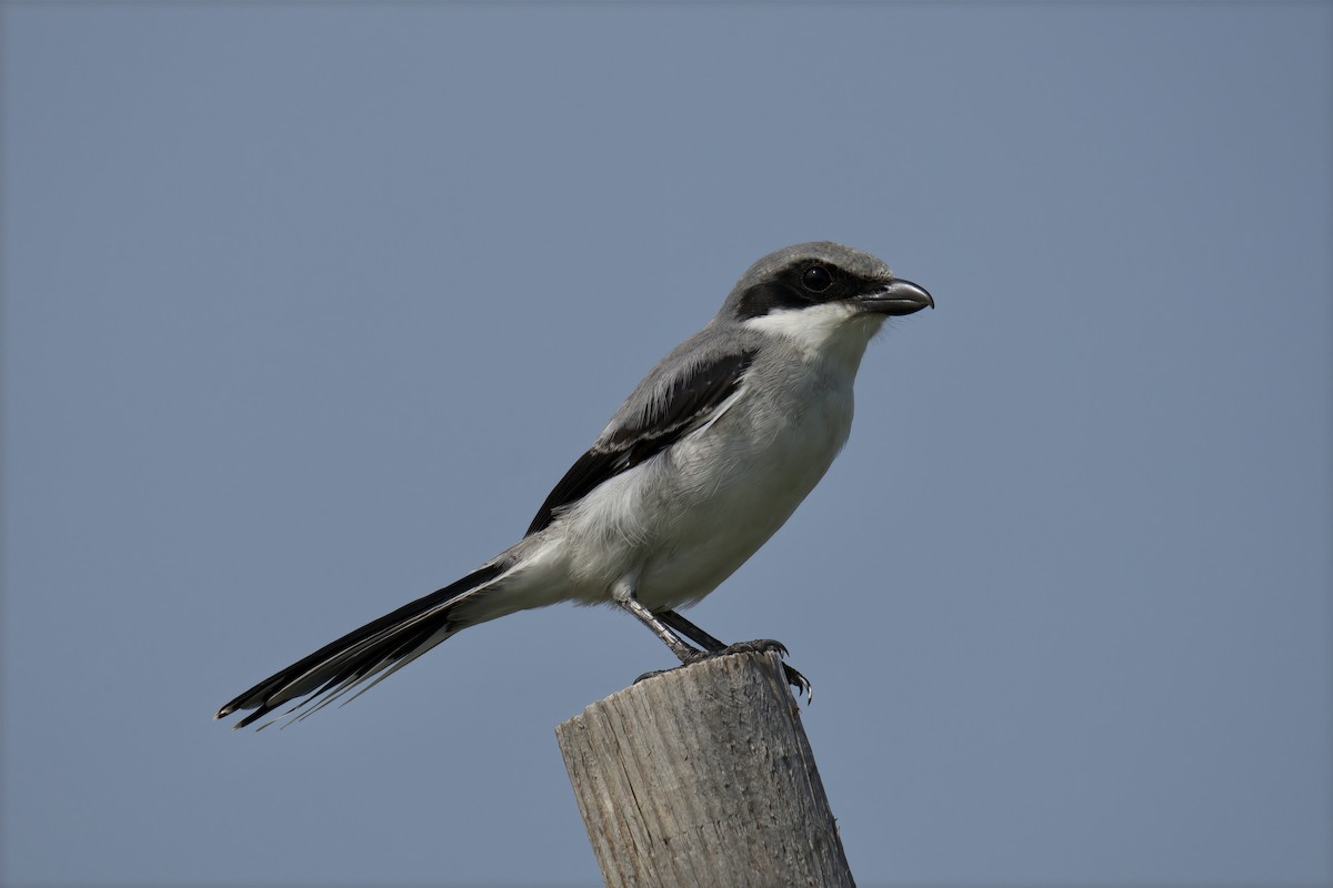 Loggerhead Shrike - ML597490411