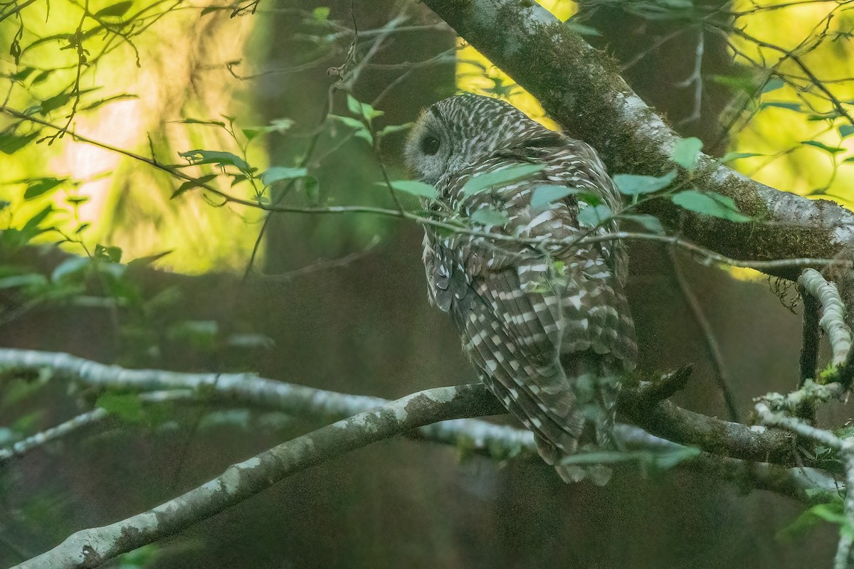 Barred Owl - ML597490801