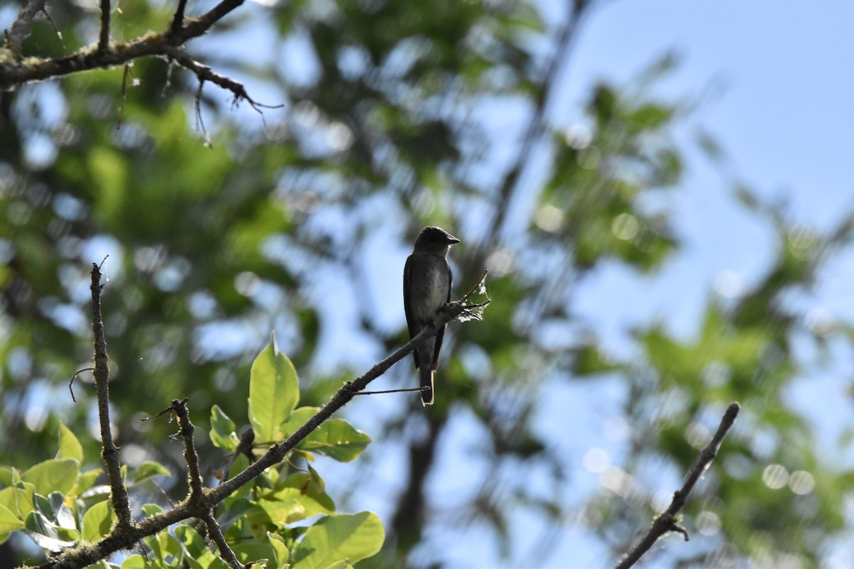 Western Wood-Pewee - ML597491761