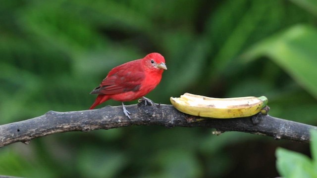 Summer Tanager - ML597491821